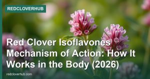 Red Clover Isoflavones Mechanism of Action: How It Works in the Body (2026)